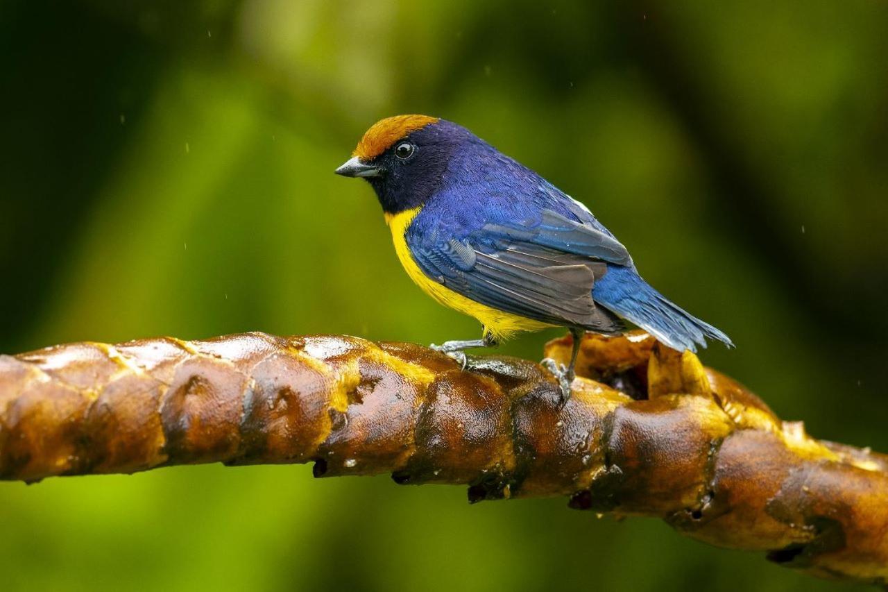 Birds & Breakfast Costa Rica Bed & Breakfast La Tigra  Dış mekan fotoğraf
