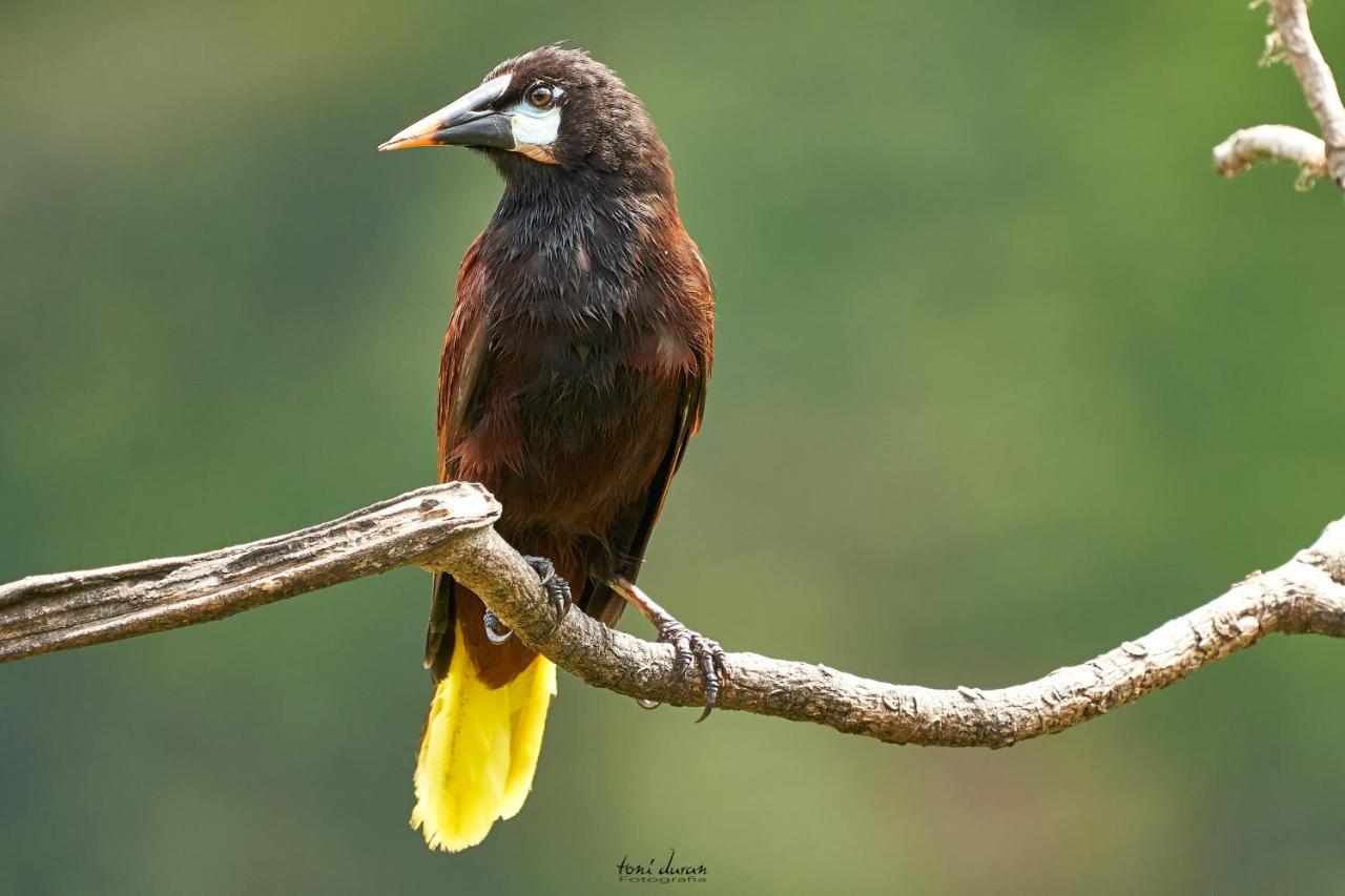 Birds & Breakfast Costa Rica Bed & Breakfast La Tigra  Dış mekan fotoğraf