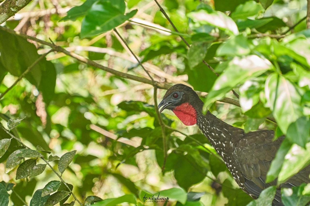 Birds & Breakfast Costa Rica Bed & Breakfast La Tigra  Dış mekan fotoğraf