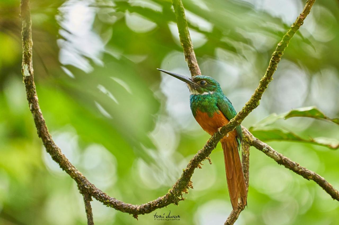 Birds & Breakfast Costa Rica Bed & Breakfast La Tigra  Dış mekan fotoğraf