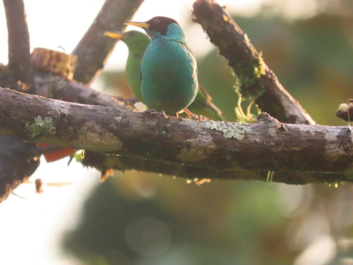 Birds & Breakfast Costa Rica Bed & Breakfast La Tigra  Dış mekan fotoğraf