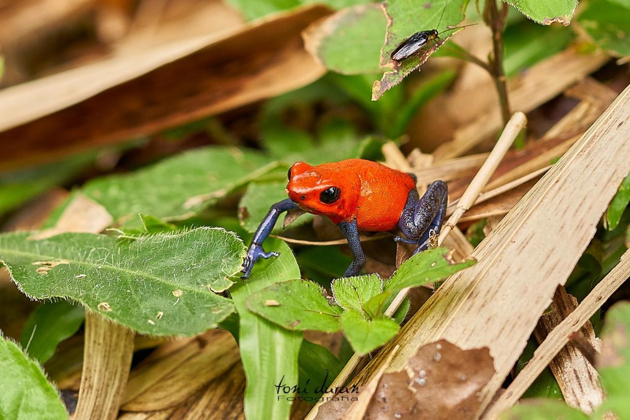 Birds & Breakfast Costa Rica Bed & Breakfast La Tigra  Dış mekan fotoğraf
