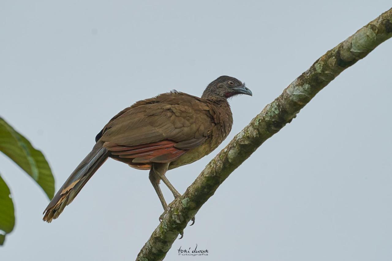 Birds & Breakfast Costa Rica Bed & Breakfast La Tigra  Dış mekan fotoğraf