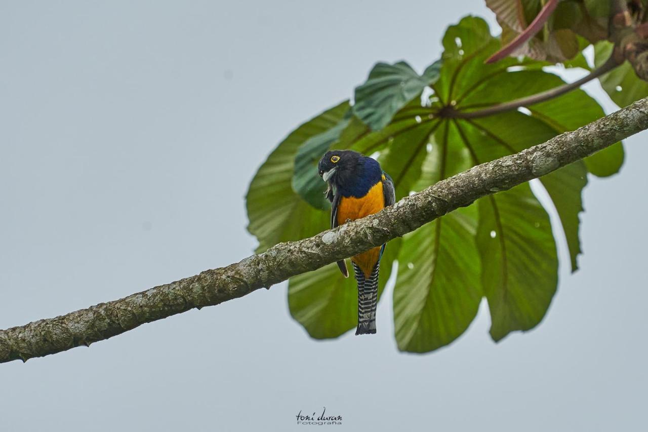 Birds & Breakfast Costa Rica Bed & Breakfast La Tigra  Dış mekan fotoğraf